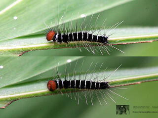 Discophora sondaica zal