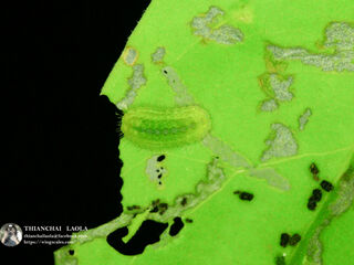 Amblypodia anita anita