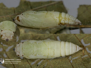 Mooreana trichoneura pralaya