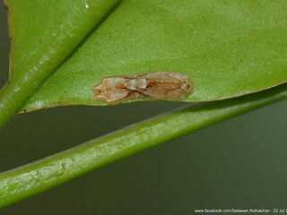 Suasa lisides suessa