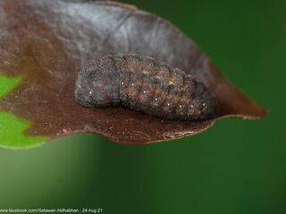 Charana mandarina splendida