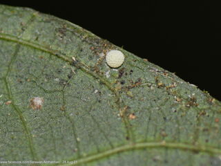 Iraota distanti distanti