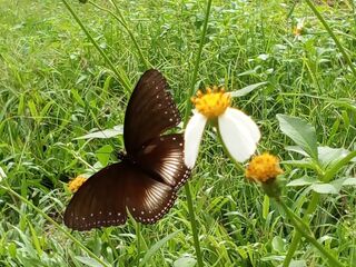 Hypolimnas anomala anomala