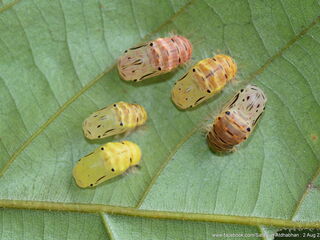 Poritia sumatrae sumatrae