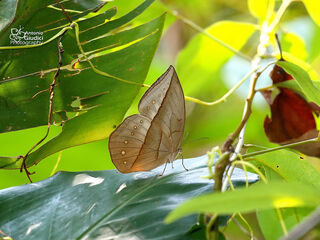 Aemona lena salweena