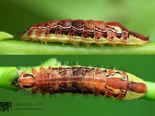 Arhopala centaurus nakula