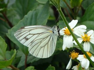 Pieris erutae erutae