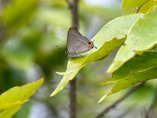 Pratapa icetas extensa