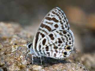 Leptotes plinius