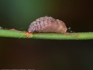 Charana mandarina splendida