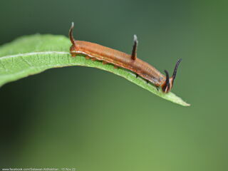 Cyrestis nivea nivalis