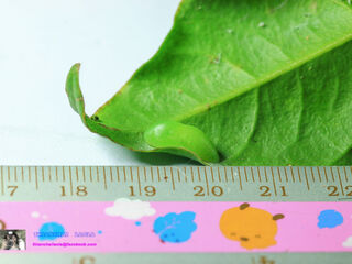 Hypolycaena erylus himavantus