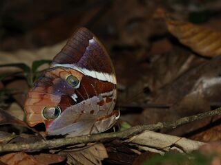 Thauria aliris pseudaliris