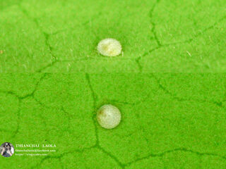 Amblypodia anita anita