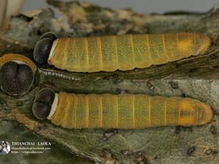 Coladenia indrani uposathra