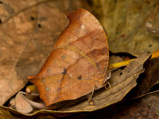 Melanitis zitenius auletes