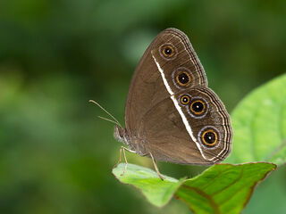 Orsotriaena medus medus