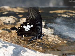 Papilionidae (วงศ์ผีเสื้อหางติ่ง)