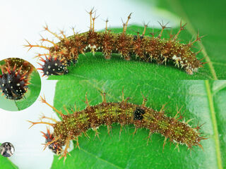 Athyma selenophora bahula