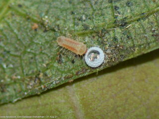 Iraota distanti distanti