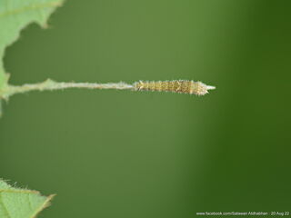 Neptis duryodana nesia