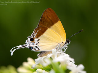 Charana mandarina splendida