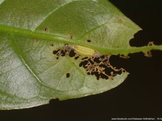 Arhopala eumolphus maxwelli