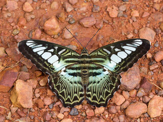 Parthenos sylvia sylla