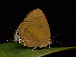 Remelana jangala travana