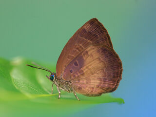 Arhopala perimuta perimuta