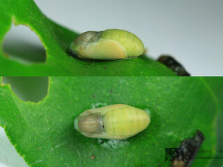 Chilades lajus lajus