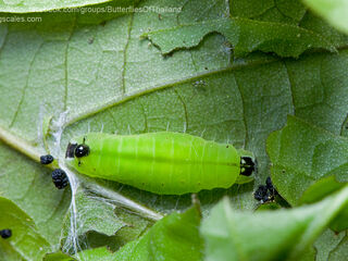 Flos apidanus ahamus