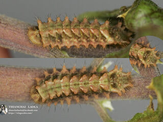 Rapala manea schistacea