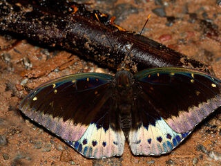 Lexias pardalis jadeitina