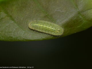 Arhopala eumolphus maxwelli