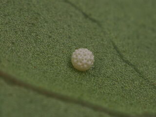 Heliophorus epicles latilimbata