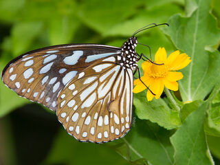 Tirumala limniace limniace