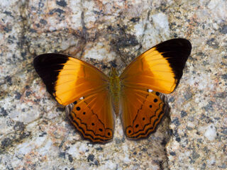 Cirrochroa orissa orissa