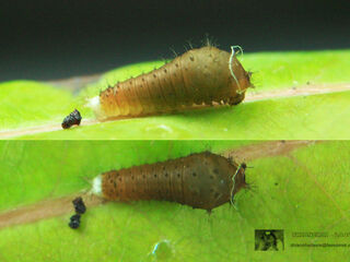 Graphium arycles arycles