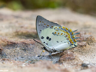 Polyura delphis delphis