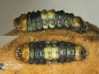 Virachola perse perse