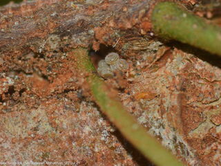 Charana mandarina splendida