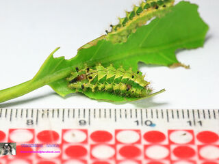 Rapala pheretima petosiris