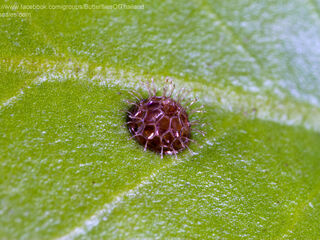 Euthalia lubentina lubentina