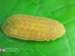 Arhopala atosia jahara