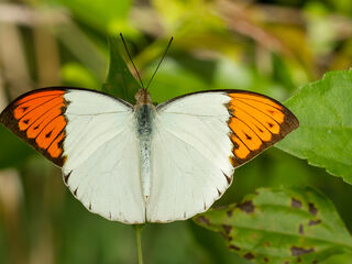 Hebomoia glaucippe glaucippe