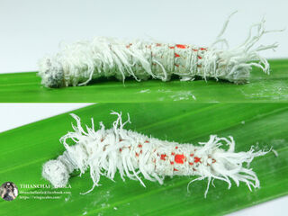 Gangara thyrsis thyrsis