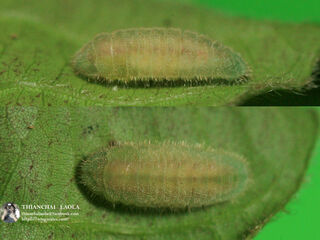 Celatoxia marginata marginata