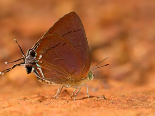 Remelana jangala ravata