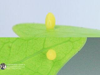 Euploea core godartii